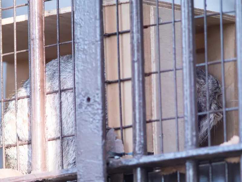 Фотография Фиги в Зоопарке Ногеяме