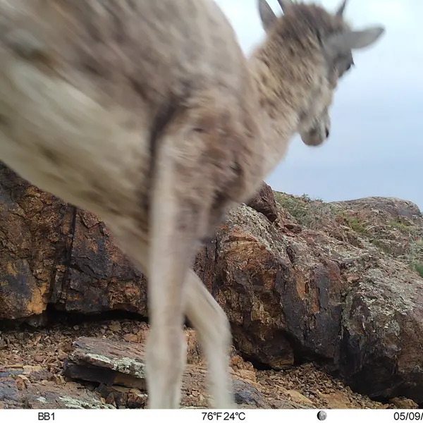 Фотография Аргали с фотоловушки Актас-Кункора