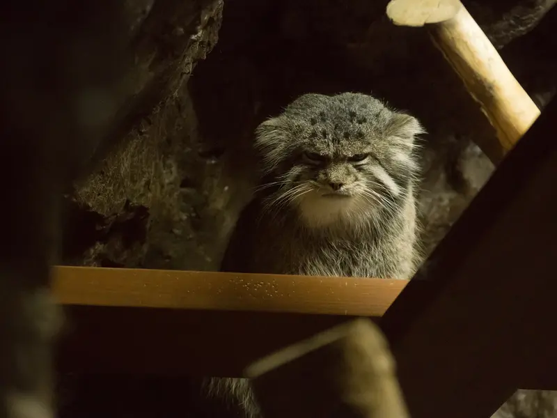 Фотография Клёна в Зоопарке Уено