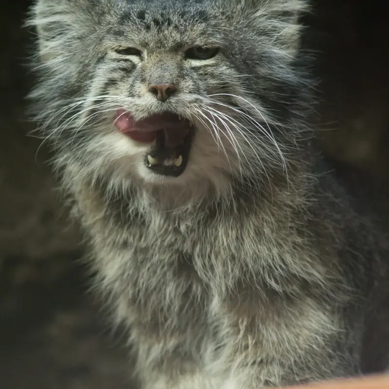 Фотография Клёна в Зоопарке Уено