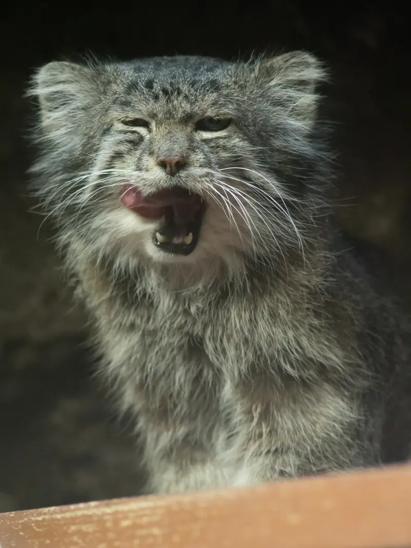 Фотография Клёна в Зоопарке Уено