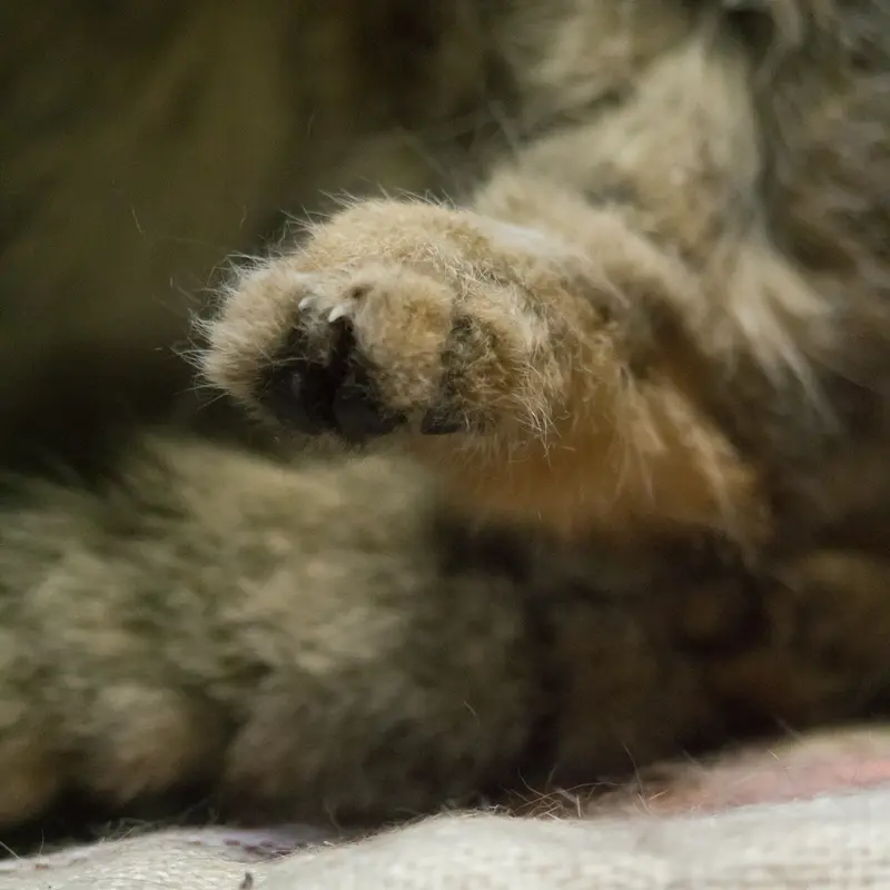 Фотография Примулы в Зоопарке Уено