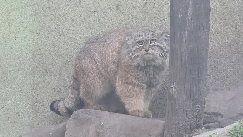 Фотография Люси в Будапештском Зоопарке