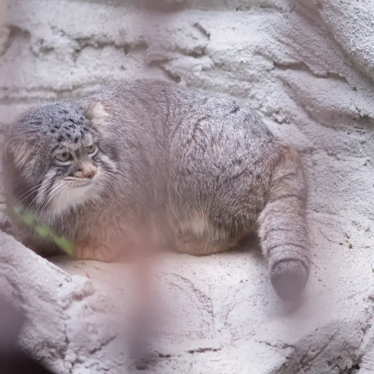 Фотография Фиги в Зоопарке Ногеяме