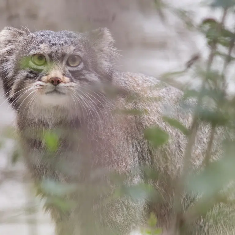 Фотография Фиги в Зоопарке Ногеяме