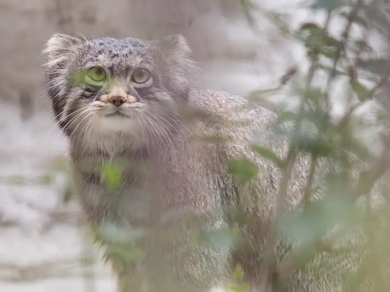 Фотография Фиги в Зоопарке Ногеяме