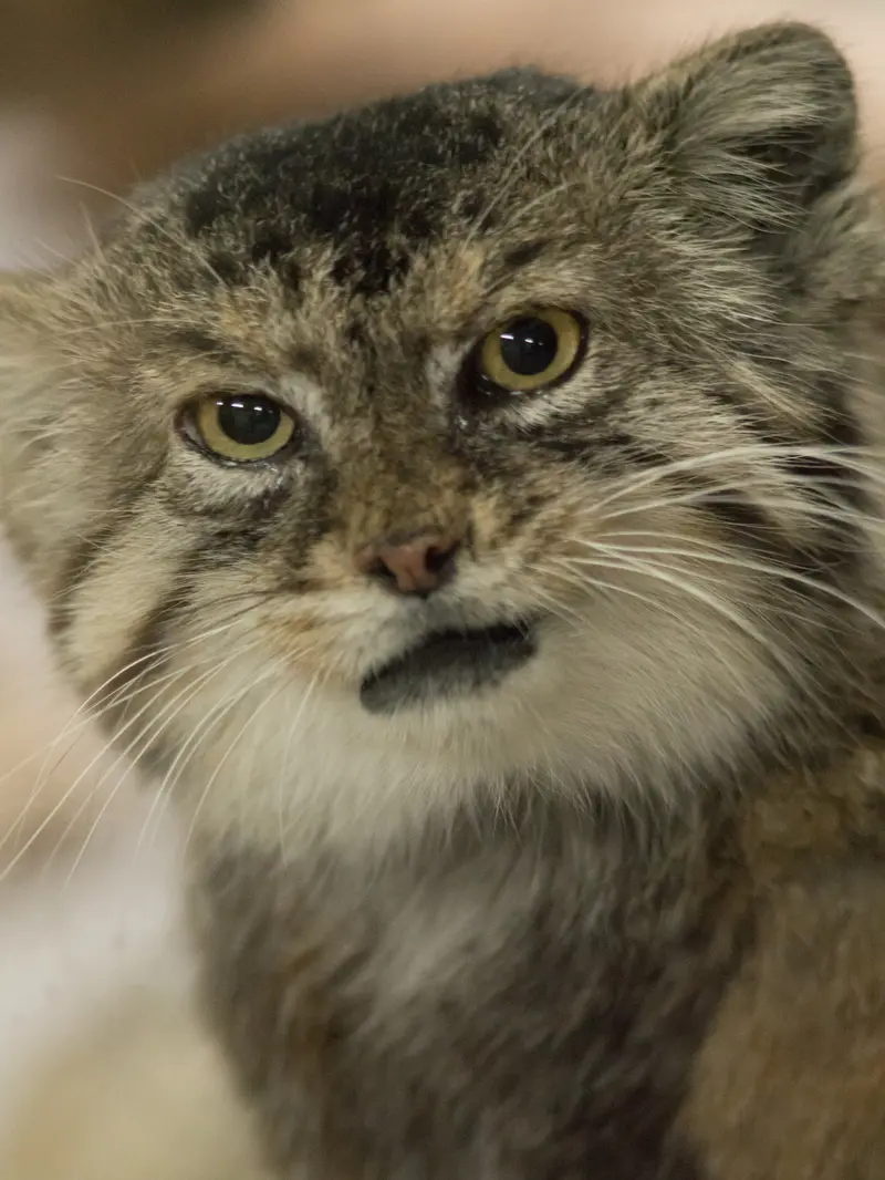 Фотография Примулы в Зоопарке Уено