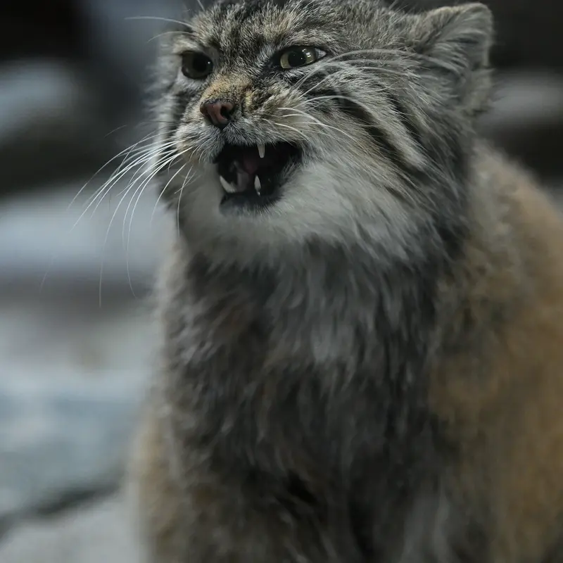 Фотография Примулы в Зоопарке Уено