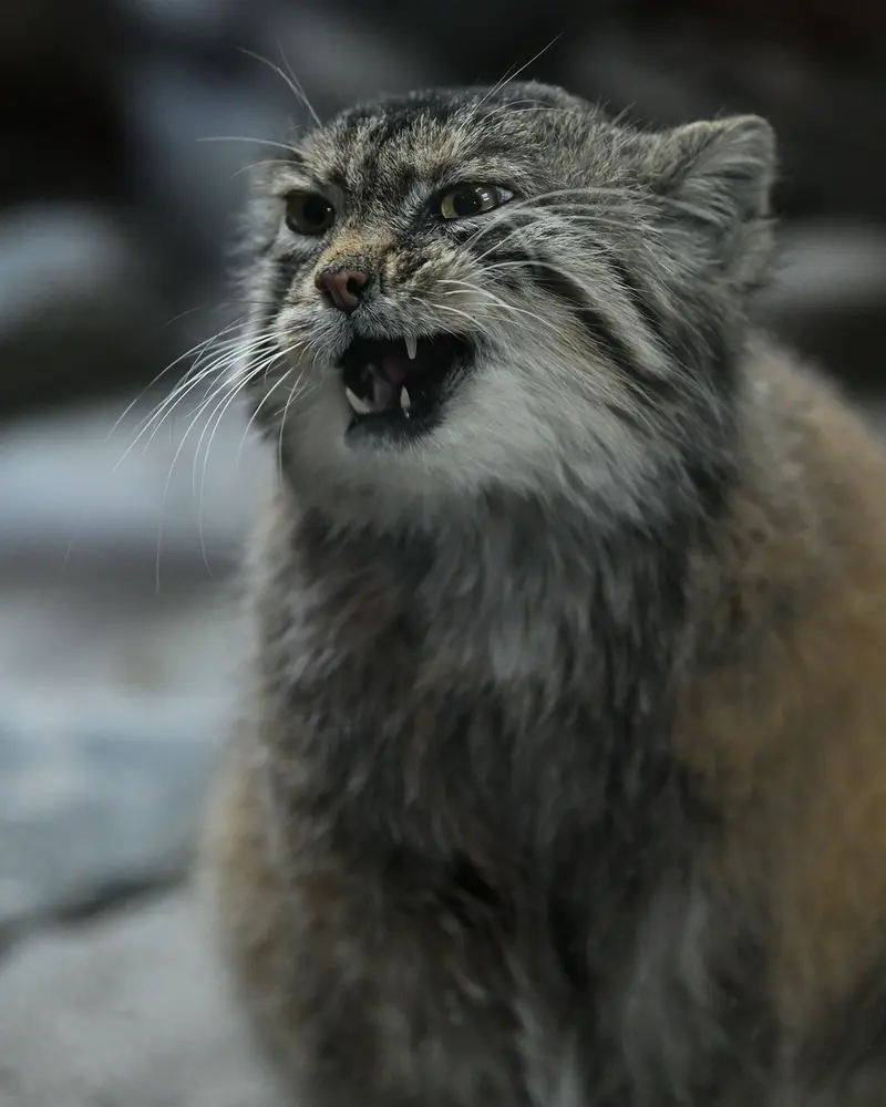 Фотография Примулы в Зоопарке Уено