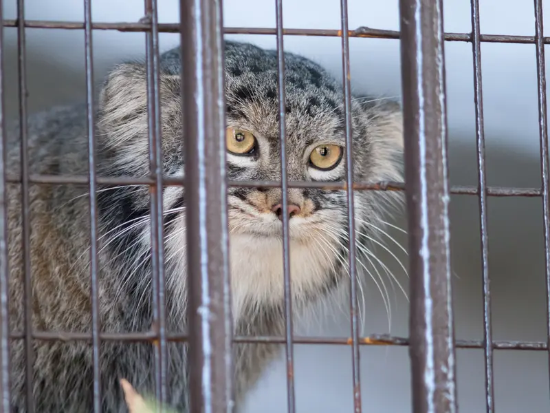 Фотография Фиги в Зоопарке Ногеяме