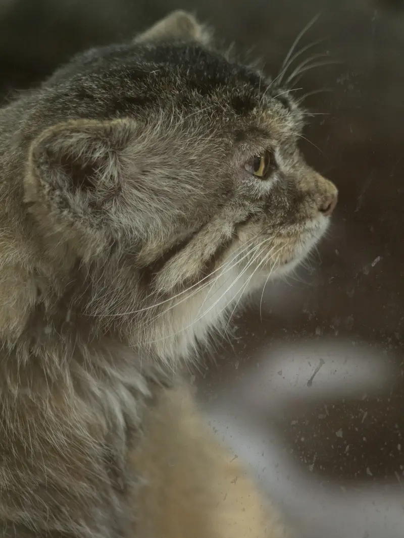 Фотография Примулы в Зоопарке Уено