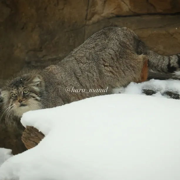 Фотография Полли в Царстве Животных Насу