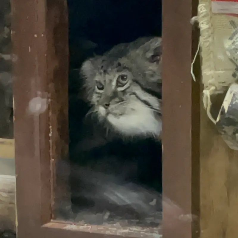 Фотография Клёна в Зоопарке Уено