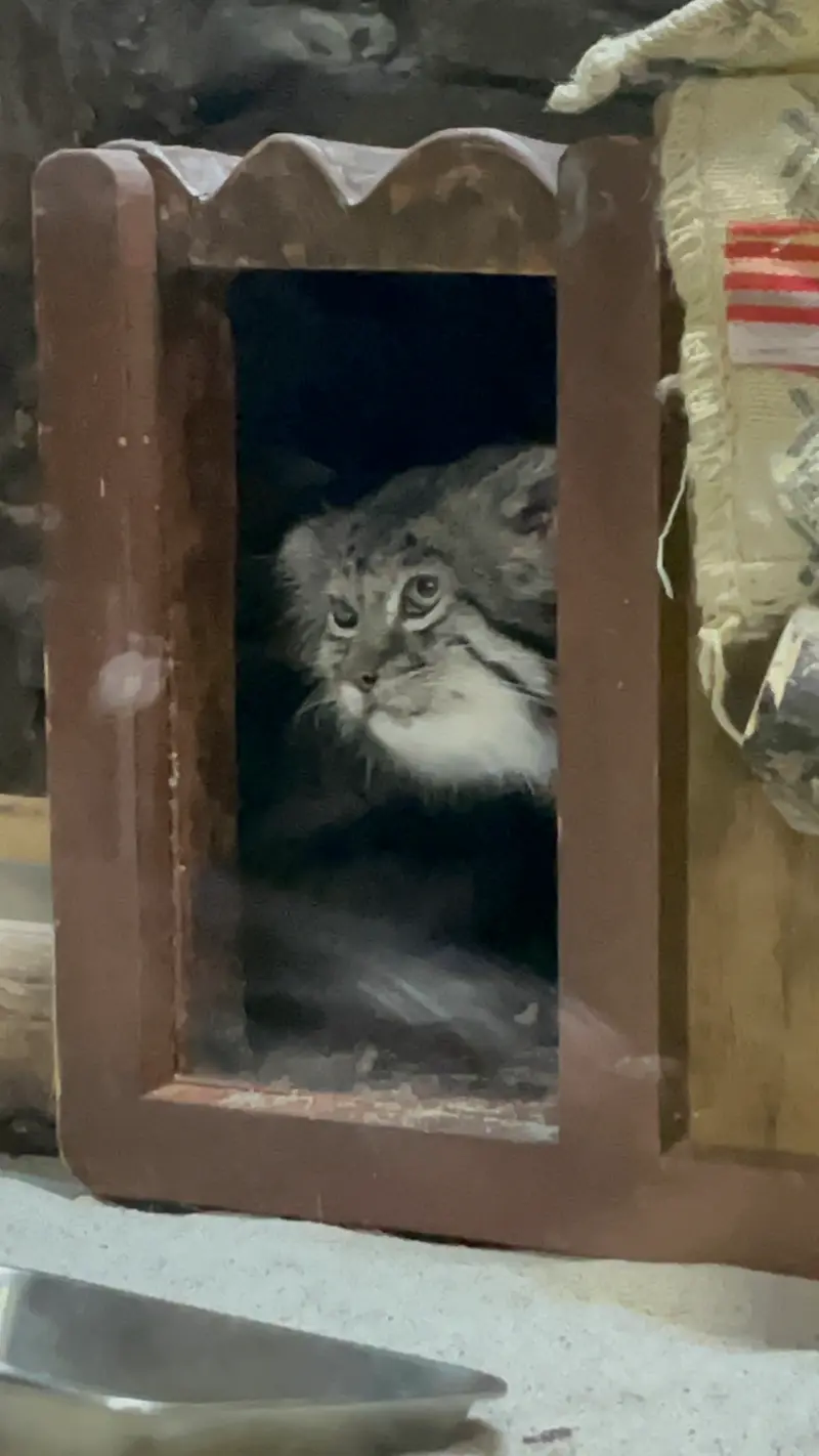 Фотография Клёна в Зоопарке Уено