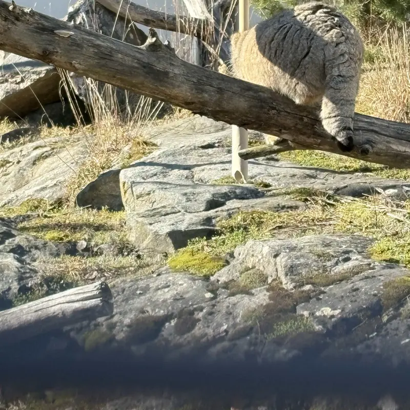 Фотография Мими в Зоопарке Коркеасаари