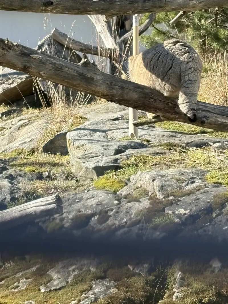 Фотография Мими в Зоопарке Коркеасаари