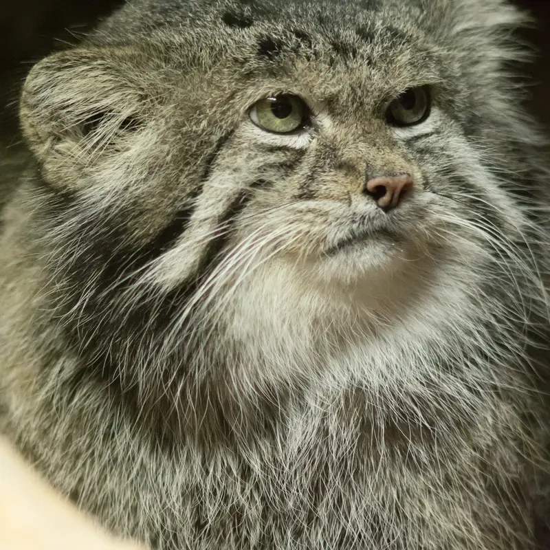 Фотография Клёна в Зоопарке Уено