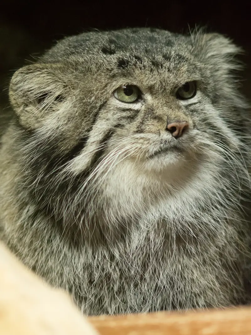 Фотография Клёна в Зоопарке Уено