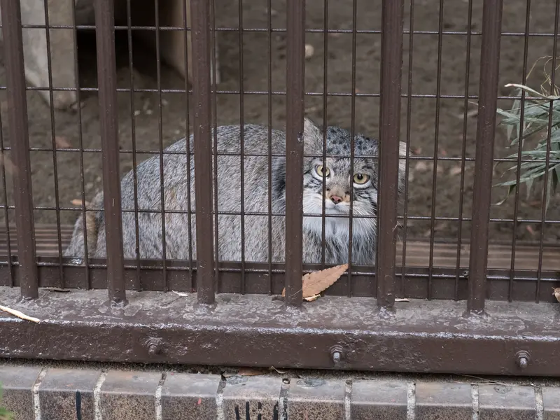 Фотография Фиги в Зоопарке Ногеяме