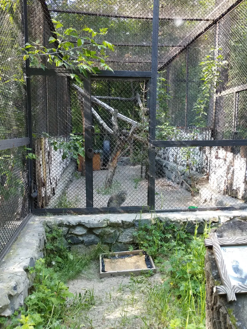 Фотография с манулом в Новосибирском Зоопарке