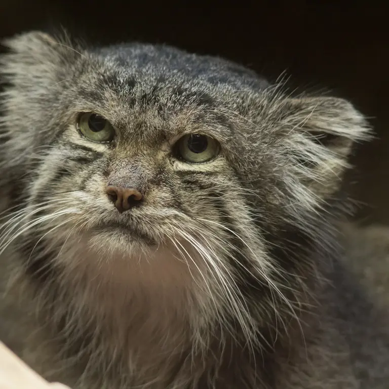 Фотография Клёна в Зоопарке Уено