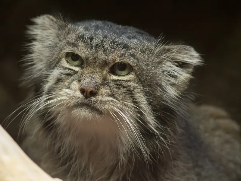 Фотография Клёна в Зоопарке Уено