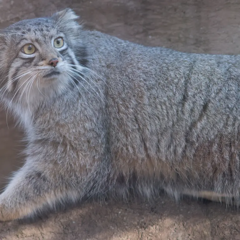 Фотография Ото в Детском зоопарке Сайтама