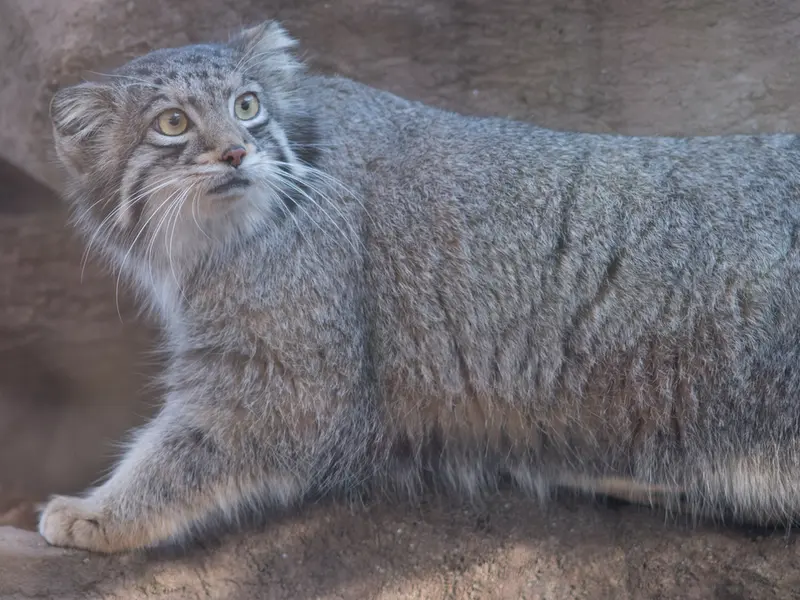 Фотография Ото в Детском зоопарке Сайтама