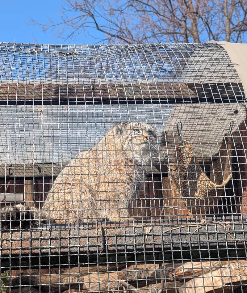Фотография Пепе в Ленинградском Зоопарке