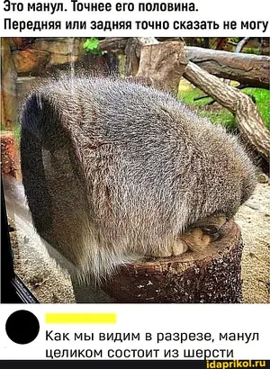 Фотография с манулом