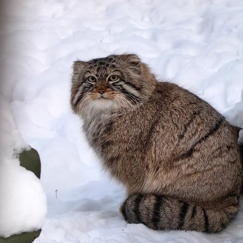 Фотография Лолошика 2024 Г.р. Ⅲ в Новосибирском Зоопарке