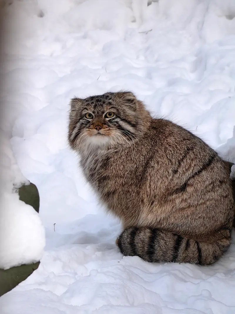 Фотография Лолошика 2024 Г.р. Ⅲ в Новосибирском Зоопарке