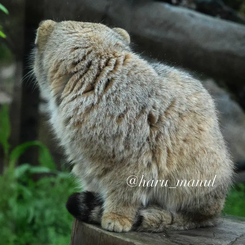 Фотография Бора в Царстве Животных Насу