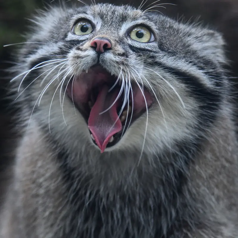 Фотография Нара в Царстве Животных Кобе