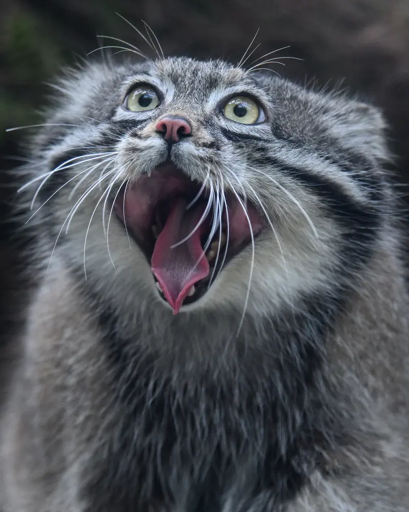 Фотография Нара в Царстве Животных Кобе