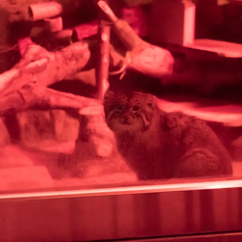 Фотография Найма в Зоопарке Уено