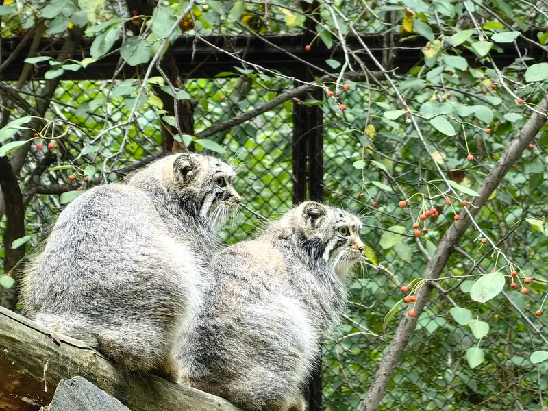 Фотография Евчика 2024 Г.р. Ⅰ и Сычика в Новосибирском Зоопарке