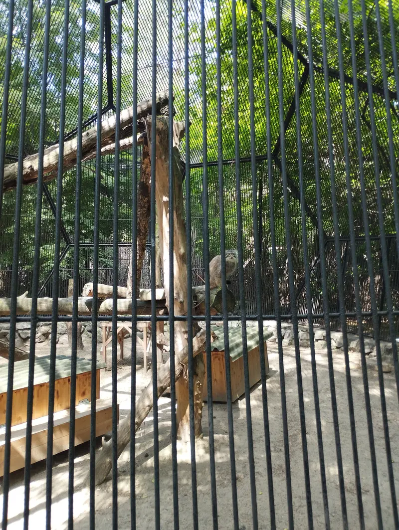 Фотография с манулом в Новосибирском Зоопарке