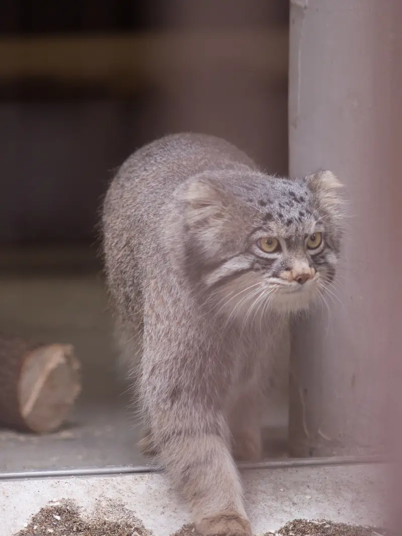 Фотография Фиги в Зоопарке Ногеяме