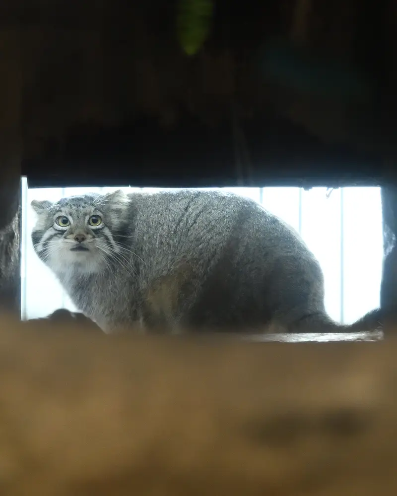 Фотография Ото в Царстве Животных Кобе