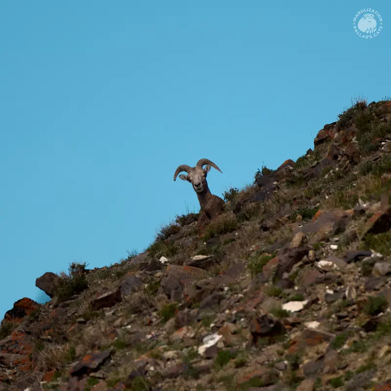 Фотография с манулом