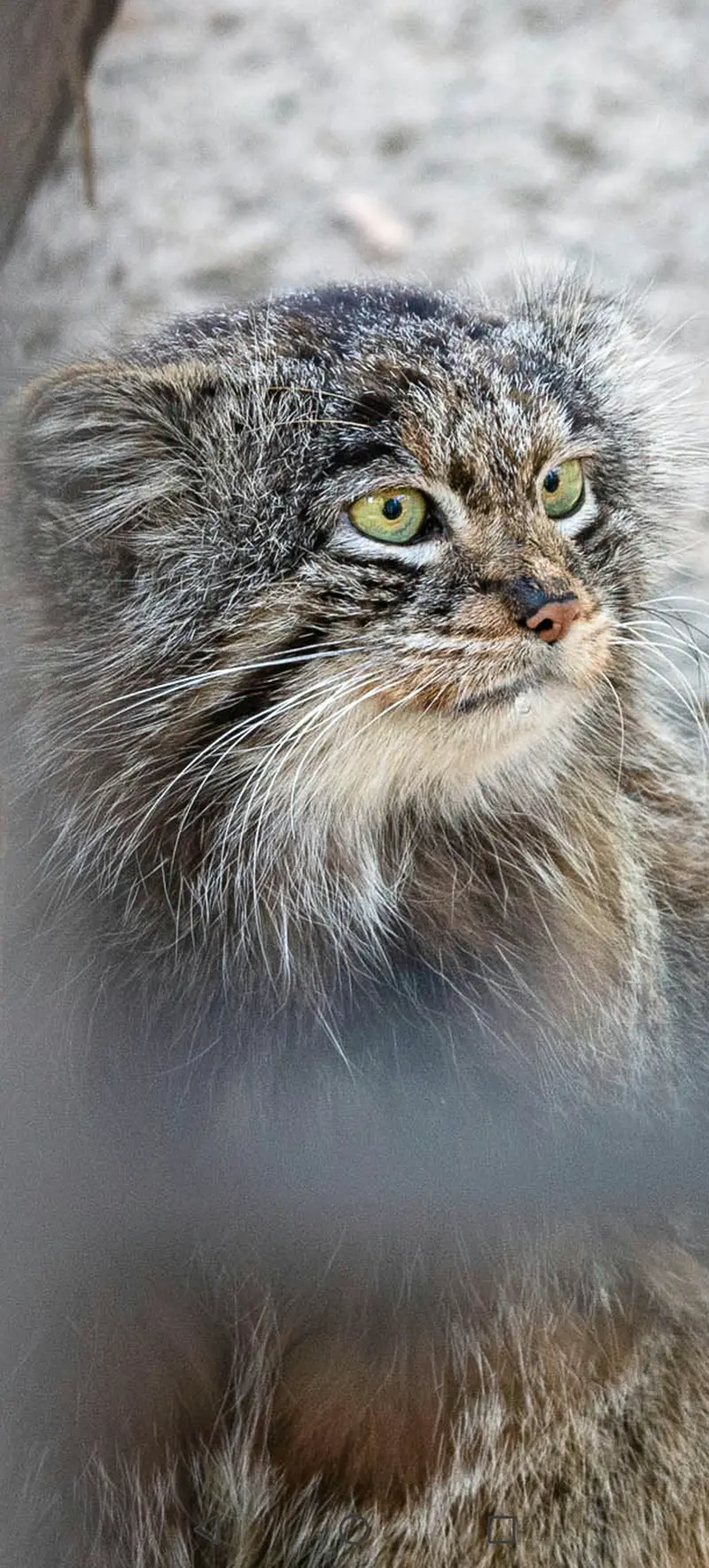 Фотография с манулом