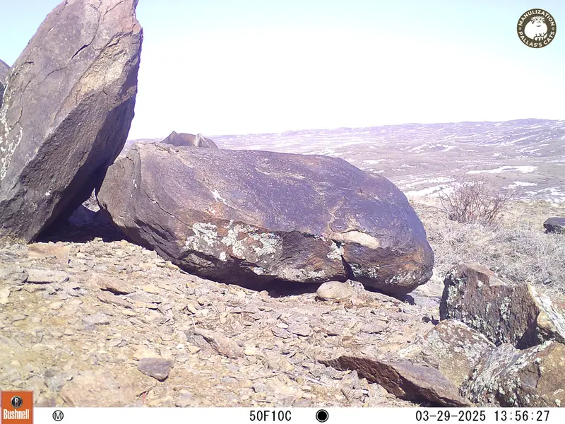 Фотография Казахскаи Пищухи с фотоловушки Кошкар