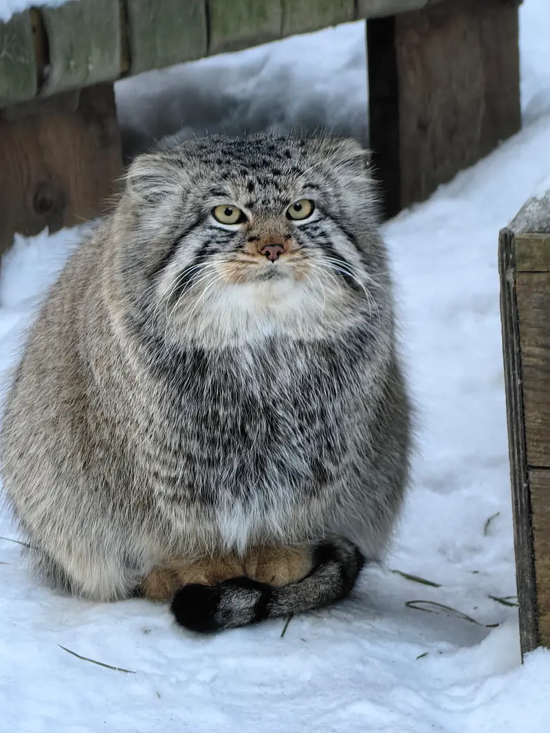 Фотография Евчика 2024 Г.р. Ⅱ в Новосибирском Зоопарке