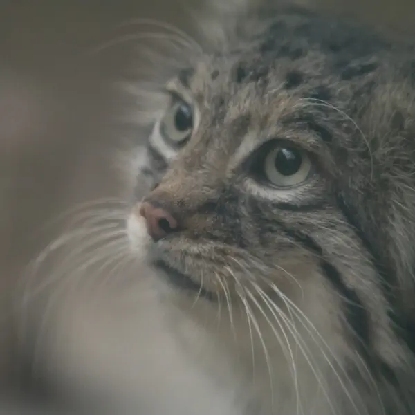 Фотография Аз в Царстве Животных Кобе