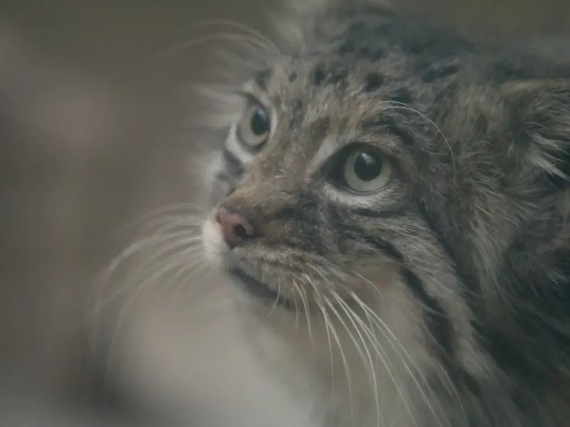 Фотография Аз в Царстве Животных Кобе