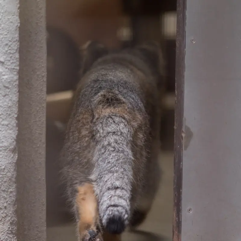 Фотография Фиги в Зоопарке Ногеяме