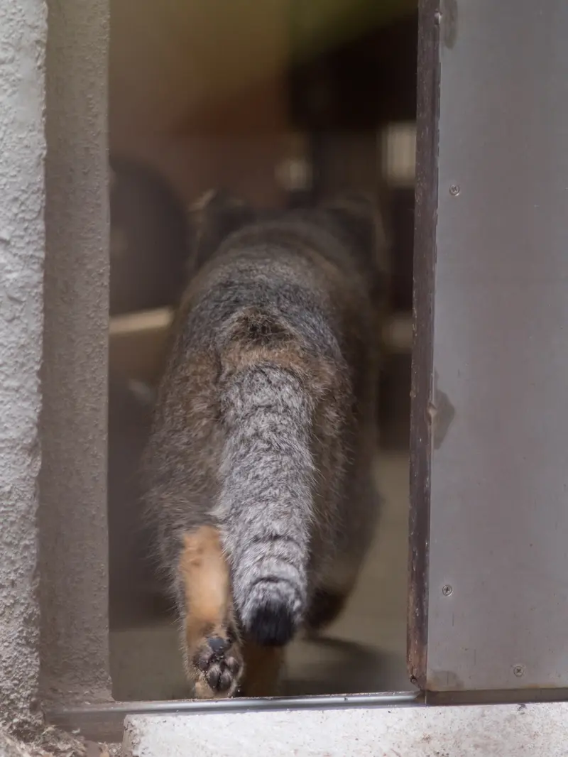 Фотография Фиги в Зоопарке Ногеяме