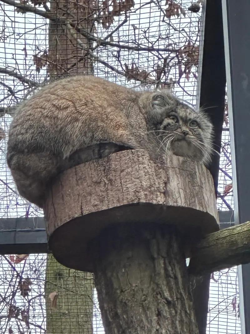 Фотография с манулом в Гданском Зоопарке