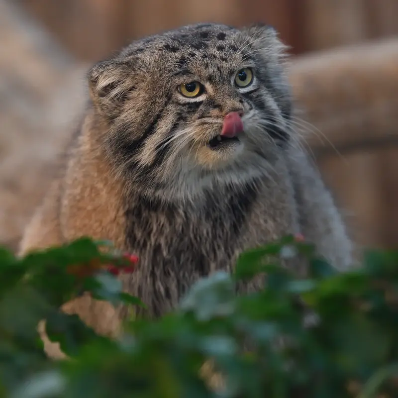 Фотография Нара в Царстве Животных Кобе